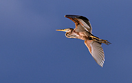 01 Purple heron (Ardea purpurea)